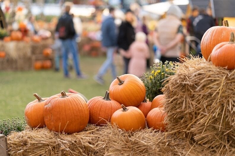 pumpkins-fall-festival_iStock-1431335872